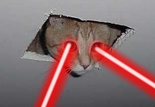 Ceilingcat.jpg